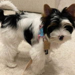 Un Biewer Yorkshire sur une moquette et qui est tenu en laisse