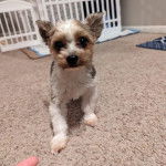 Un Biewer Yorkshire sur une moquette 