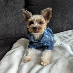 Un Biewer Yorkshire allongé sur un canapé et portant un habit pour chien 