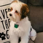 Un Biewer Yorkshire assis sur un canapé et portant un collier autour du cou