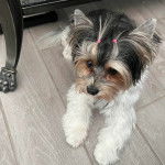 Un Biewer Yorkshire allongé sur un sol carrelé et semblant détendu