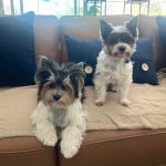 Deux Biewer Yorkshire sur un canapé 