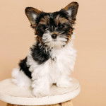 Un Biewer Yorkshire assis sur un tabouret et regardant vers la caméra 