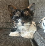 Un Biewer Yorkshire allongé sur un canapé 