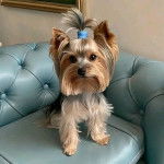 Un Biewer Yorkshire assis sur un canapé 