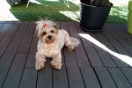 Un Biewer Yorkshire allongé sur une terrasse et semblant détendu