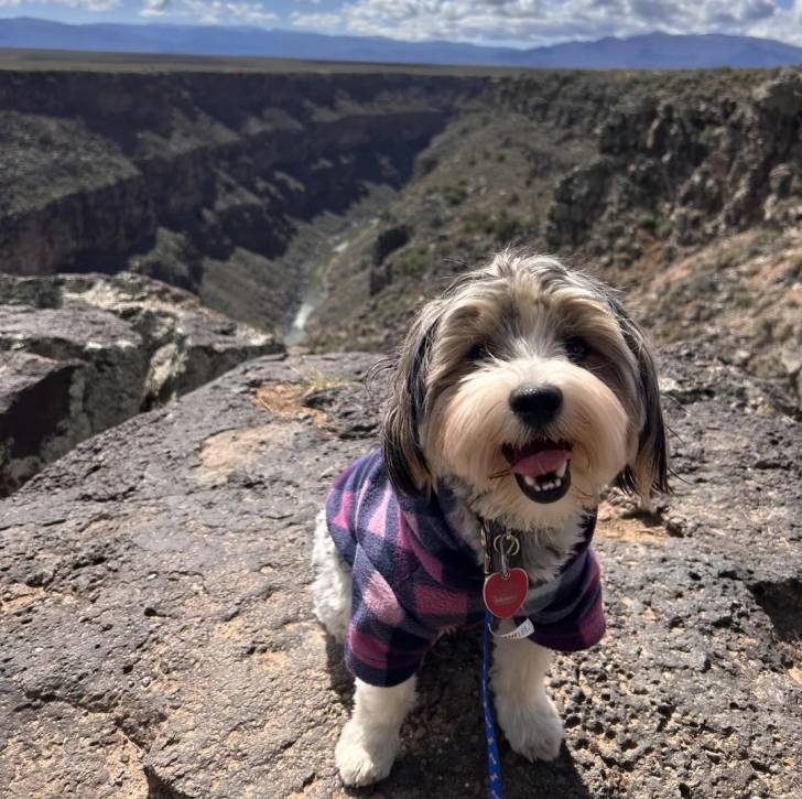 Un Biewer Yorkshire portant un habit pour chien et qui est tenu en laisse