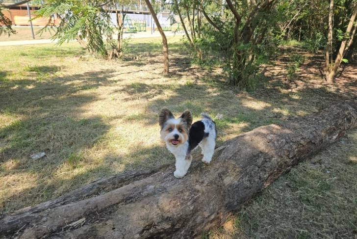 Un Biewer Yorkshire sur un tronc d'arbre 