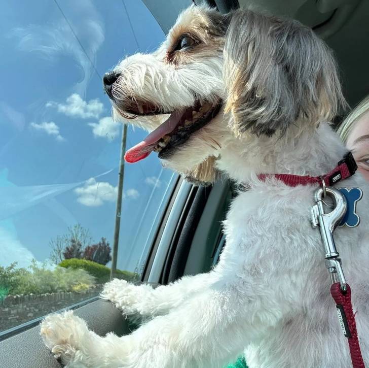 Un Biewer Yorkshire dans une voiture et qui est tenu en laisse 