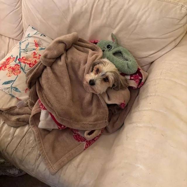 Un Biewer Yorkshire allongé sur un canapé et regardant vers la caméra 