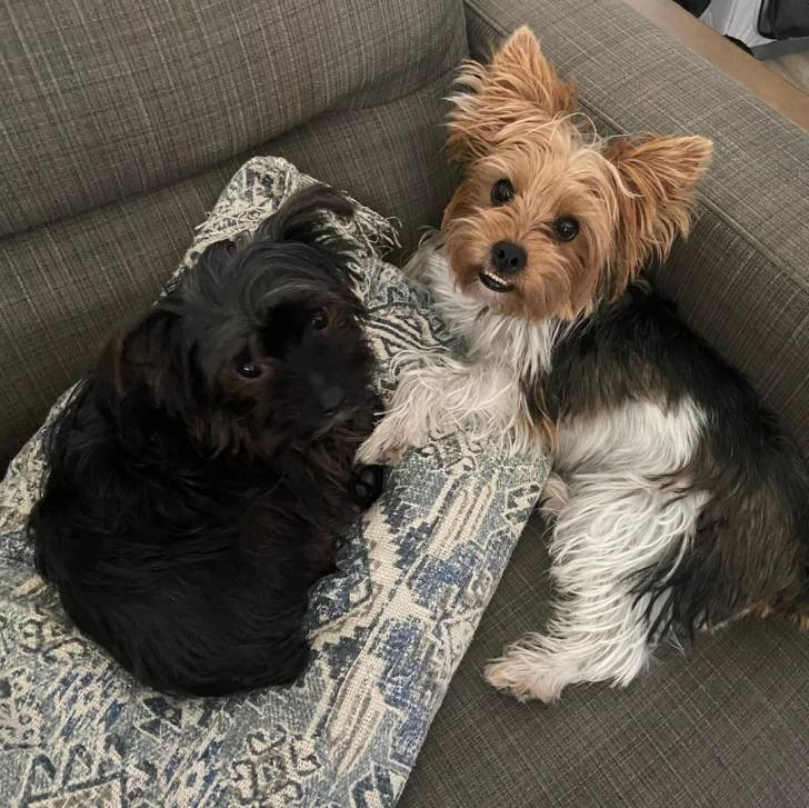 Deux Biewer Yorkshire sur un canapé et regardant tous deux la caméra 