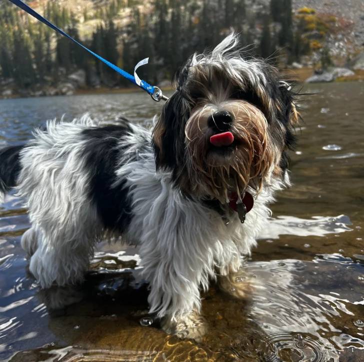 Un Biewer Yorkshire dans l'eau et qui est tenu en laisse 