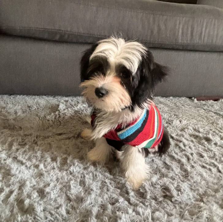 Un Biewer Yorkshire assis sur une moquette et portant un habit pour chien