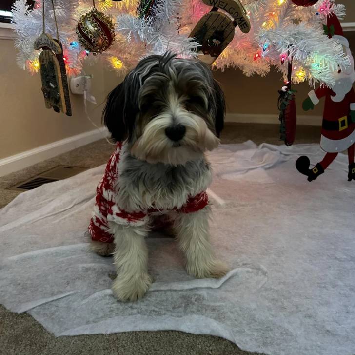 Un Biewer Yorkshire assis devant un arbre de Noël 