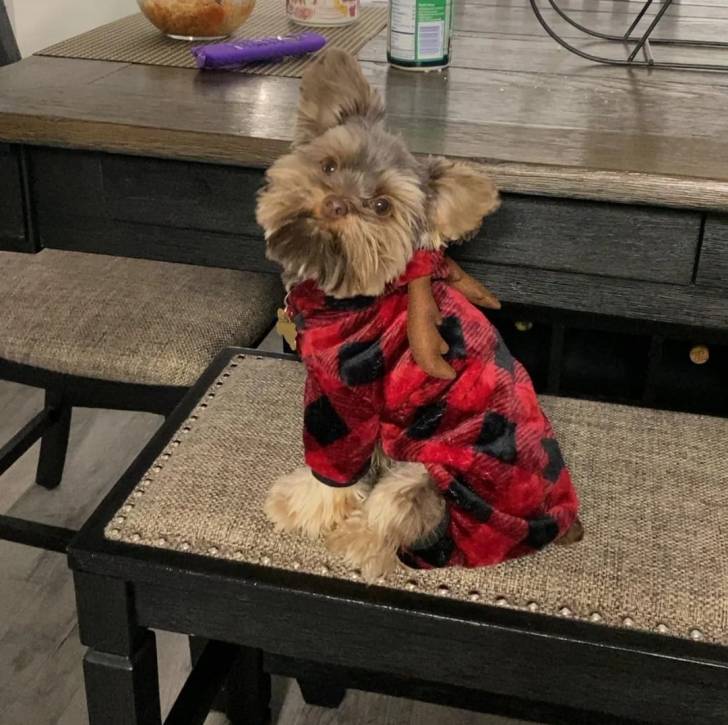 Un Biewer Yorkshire regardant vers la caméra et portant un habit pour chien 