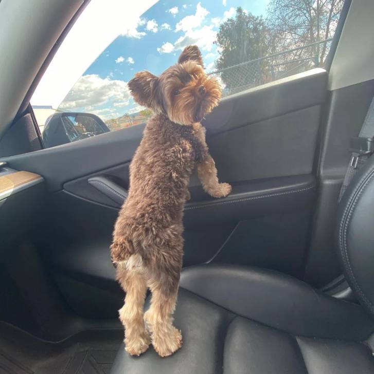Un Biewer Yorkshire dans une voiture et regardant vers la caméra 