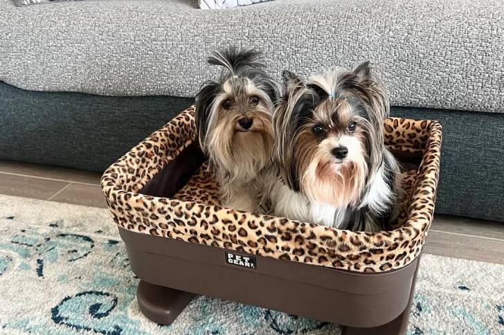 Deux Biewer Yorkshire dans un panier et regardant vers la caméra 