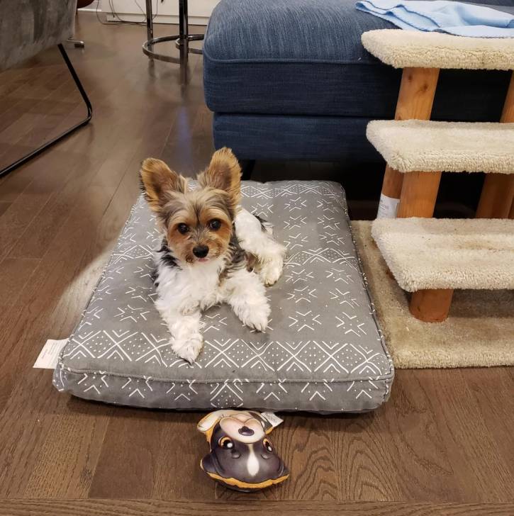 Un Biewer Yorkshire allongé sur un lit pour chien 