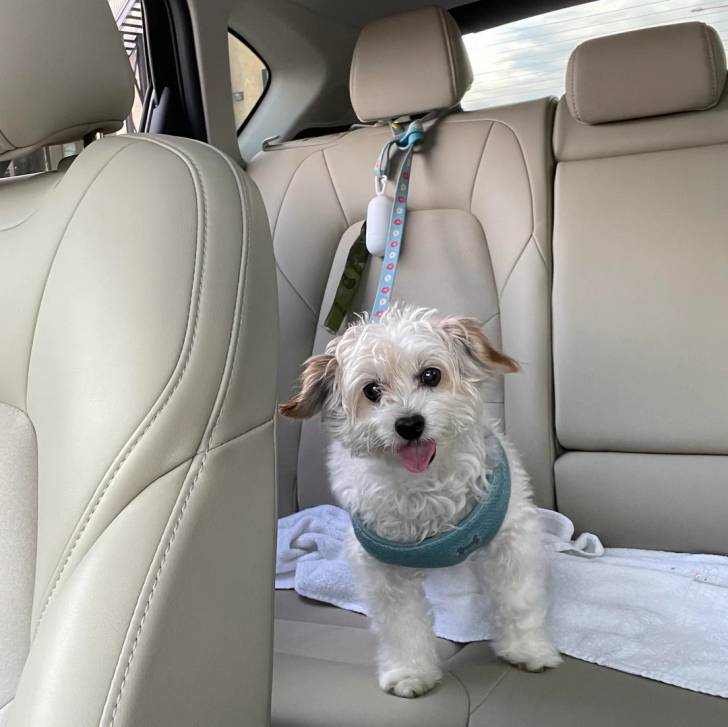 Un Biewer Yorkshire dans une voiture et qui est tenu en laisse 