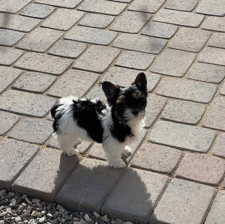 Un Biewer Yorkshire sur un sol pavé et regardant vers la caméra 