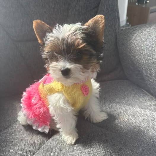 Un Biewer Yorkshire assis sur un canapé et portant un habit pour chien 
