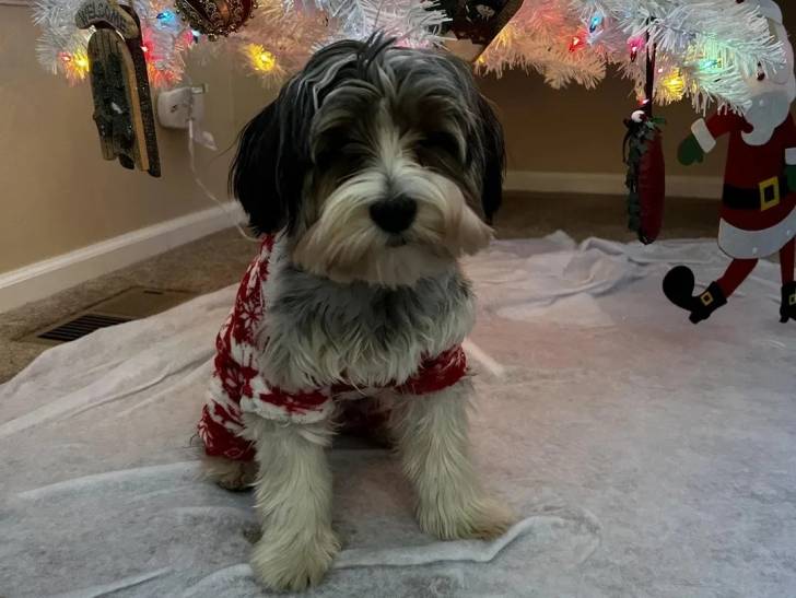 Un Biewer Yorkshire assis devant un arbre de Noël 