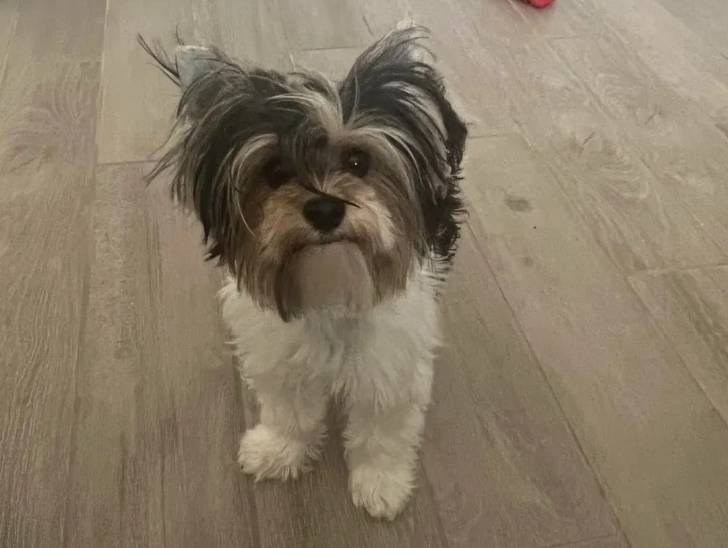 Un Biewer Yorkshire sur un plancher 