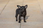 Un Chi-Poo dehors sur un trottoir