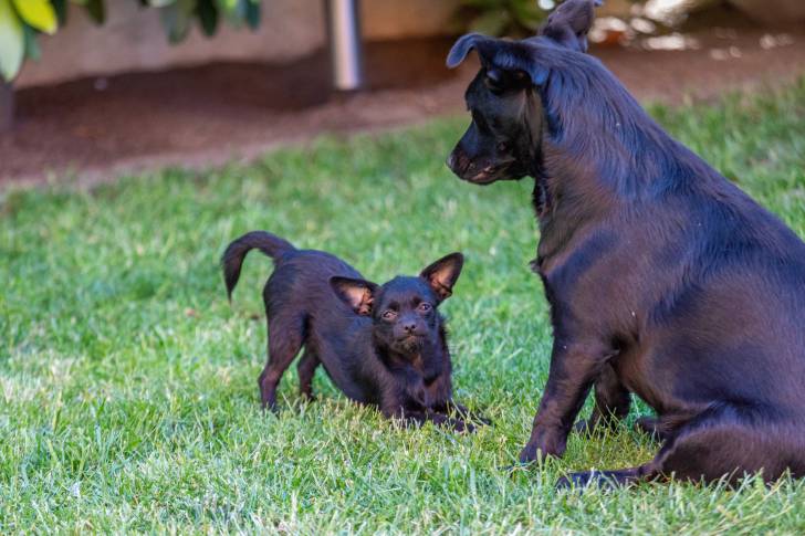 Un Chi-Poo avec un autre chien