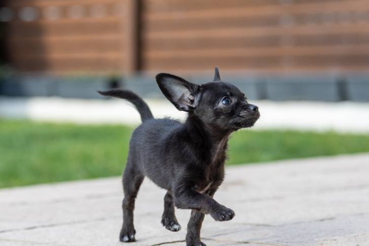 Un Chi-Poo dans un jardin
