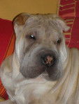 Bilma - Shar-Peï (3 ans)