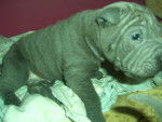 hei-ko - Shar-Peï Mâle (2 mois)