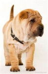 Symba - Shar-Peï Mâle (4 mois)