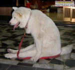 caelay - Shar-Peï Mâle (4 ans)