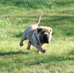 Hooper - Shar-Peï Mâle (4 mois)