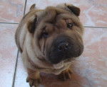 Hooper - Shar-Peï Mâle (4 mois)
