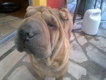 Happy - Shar-Peï (2 ans)