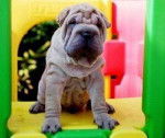 Shar Pei - Shar-Peï
