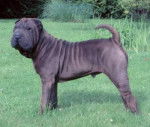 Shar Pei - Shar-Peï