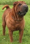 Shar Pei - Shar-Peï