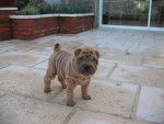 chiot shar pei du the de chine - Shar-Peï