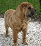 Shar-Pei - Awaks du Royaume des Sphynx - Shar-Peï