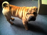 SHAR-PEI ARMANI - Shar-Peï
