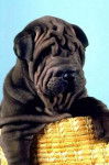 shar pei - Shar-Peï