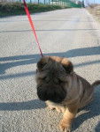 Shar-pei - Shar-Peï