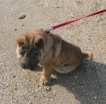 Shar-pei : Angelo à 5 mois - Shar-Peï (5 mois)