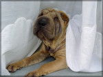 shar-pei - Shar-Peï