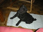 B'Satou Shar-Pei - Shar-Peï