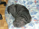 B'Satou Shar-Pei - Shar-Peï