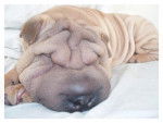 Shar Peï / Alfie - Shar-Peï